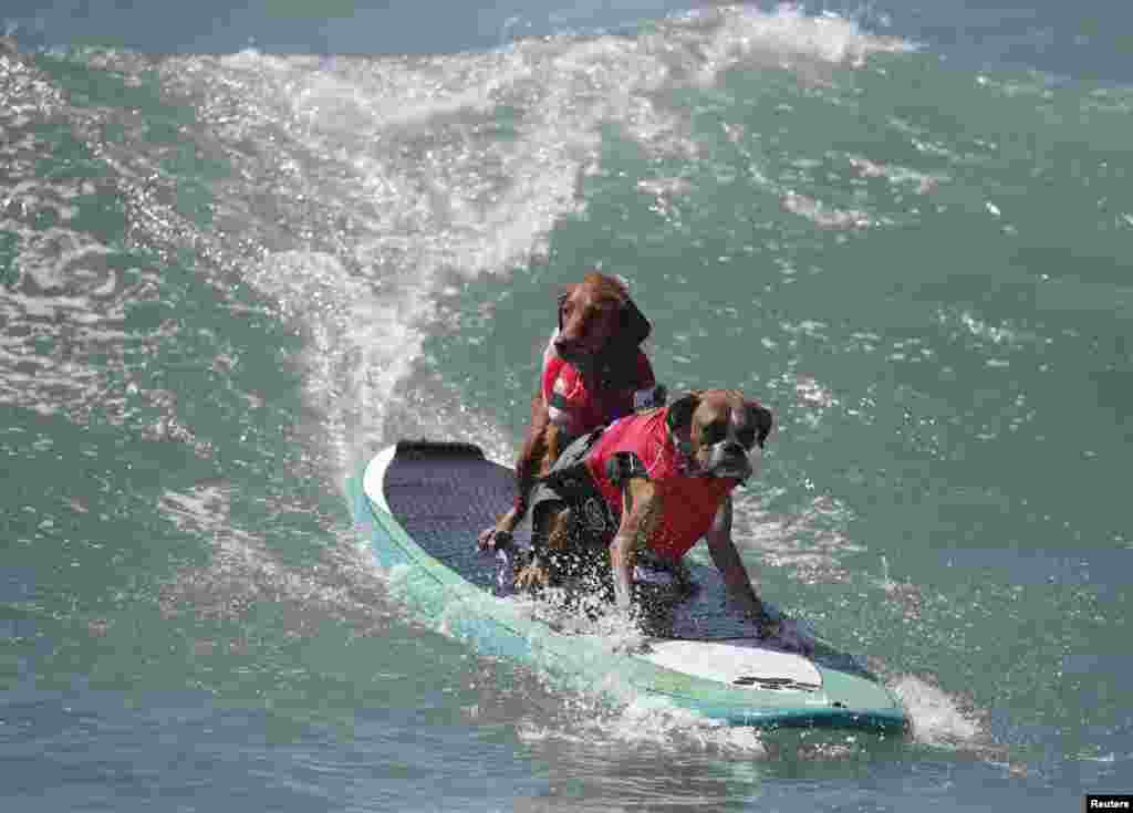 A dupla de cães compete no concurso anual de surf para cães, 6ª edição, Huntington Beach, California Set. 28, 2014