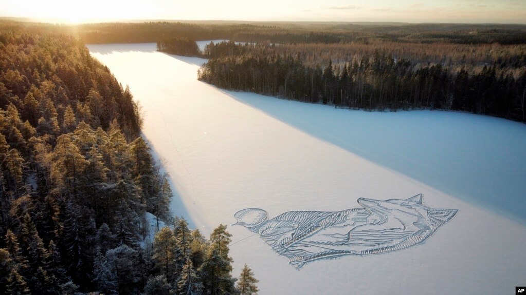 A drawing of a fox is seen on the frozen Pitkajarvi lake north of Helsinki, Finland, Saturday, Dec. 4, 2021. An architect-designer in southern Finland has returned to a frozen lake with a snow shovel to draw a large animal on the ice for the sixth year in a row. (Pasi Widgren vi