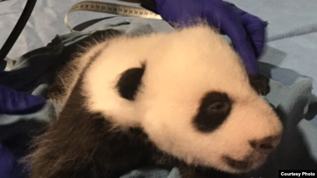 Bei Bei y un hermano gemelo que no logró sobrevivir, nacieron el 22 de agosto de 2015.
