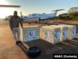 Cinco aviões transportaram os animais até Marromeu