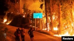 Kebakaran hutan di kota Hualane, di pinggiran kota Curico, bagian selatan Chile (21/1). (Reuters/Cristobal Hernandez)