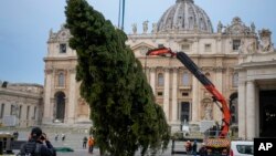 Sebuah derek menarik pohon cemara yang dipasang sebagai dekorasi pohon Natal di Lapangan Santo Petrus, Vatikan (23/11). 