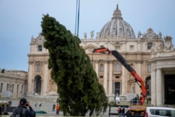 Pohon cemara berusia 113 tahun dan setinggi 28 meter diderek di Lapangan Santo Petrus, untuk dijadikan pohon Natal, di Vatikan, Selasa, 23 November 2021.
