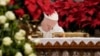 Paus Tandai Peringatan Epifani, Pesta Katolik Tradisional