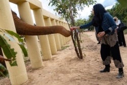 Singer Cher interacts with Kaavan, an elephant transported from Pakistan to Cambodia, at the sanctuary in Oddar Meanchey province, Cambodia December 2, 2020. (REUTERS/Leng Len)