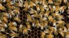 30 Persen Lebah di AS Mati di Musim Dingin yang Lalu