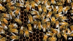 Peternak lebah AS melaporkan kematian lebih dari 30 persen lebah dalam musim dingin yang lalu (Foto: dok). 