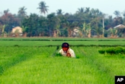 FILE - A farmer works in a rice field in Naypyitaw, Myanmar, March 2, 2018.