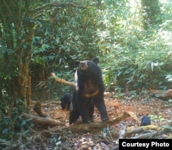 An Asian black bear and her cub are seen at a wildlife sanctuary in Myanmar’s northern Karen state.