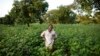 Cotton farmer Karim Traore, 29, surveys his cotton field outside Koutiala August 30, 2012.