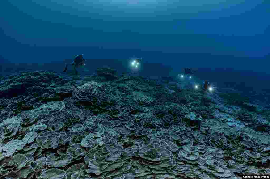 This handout picture taken on Dec. 12, 2021 by French Photographer Alexis Rosenfeld shows a newly-discovered reef of giant rose-shaped corals at a depth of over 30 meters off Tahiti, in French Polynesia. (Credit: Alexis Rosenfeld)