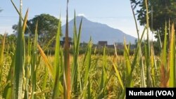 Kabupaten Sleman, DI Yogyakarta di kaki Merapi adalah lumbung pangan kawasan tersebut. (Foto:VOA/ Nurhadi)