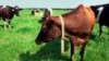 ‘Smart Farm’ Technology Tracks Behavior of Cows