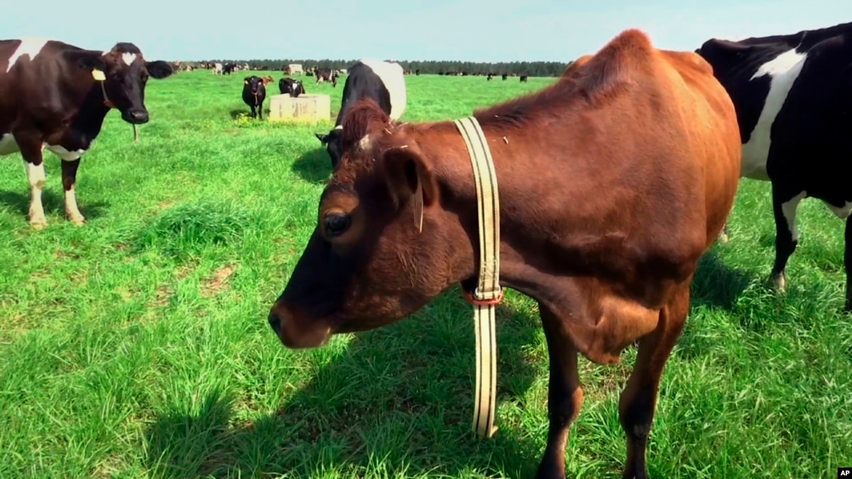 ‘Smart Farm’ Technology Tracks Behavior of Cows