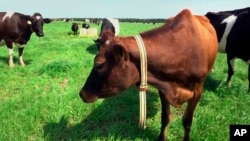 In this March 28, 2018, image made from a video, a cow stands in a pasture on Seven Oaks Dairy in Waynesboro, Ga. On the cow’s neck is a device called “The Intelligent Dairy Farmer’s Assistant,” created by Connecterra. (AP Photo/Marina Hutchinson)