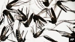 Aedes aegypti mosquitoes sit in a petri dish at the Fiocruz institute in Recife, Pernambuco state, Brazil,Jan. 27, 2016
