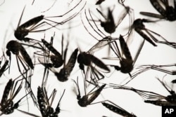 Aedes aegypti mosquitoes sit in a petri dish at a research institute in Pernambuco state, Brazil, January, 2016