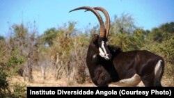 Palanca negra gigante no Parque Nacional da Cangandala em Angola.