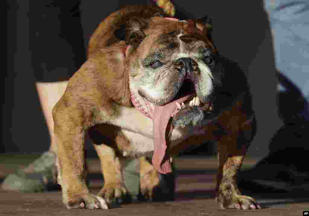 Zsa Zsa, an English Bulldog owned by Megan Brainard, stands onstage after being announced the winner of the World&#39;s Ugliest Dog Contest at the Sonoma-Marin Fair in Petaluma, California, June 23, 2018.