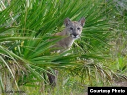 Once common throughout the southeastern United States, fewer than 100 Florida panthers (Puma concolor coryi) are estimated to live in the wilds of south Florida today.