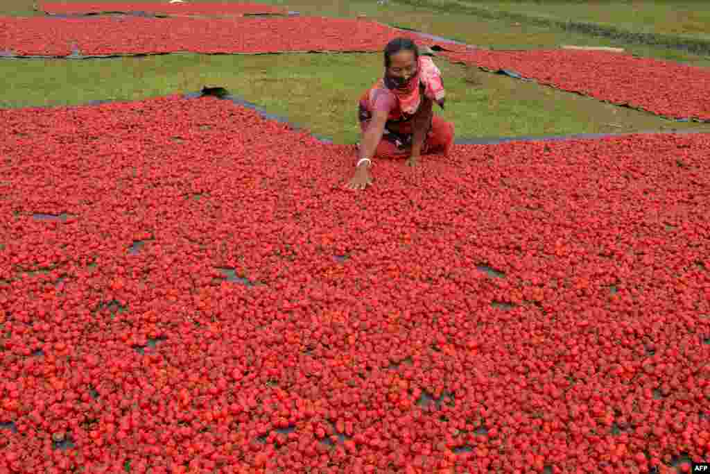 A woman from India's Dhimal tribal community dries red chillies at Mallabari village, some 34 km from Siliguri.