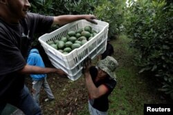 Farmworkers load crates of freshly picked avocados into a truck at a plantation in Tacambaro, in Michoacan state, Mexico, June 7, 2017.