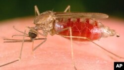 Malaria is transmitted among humans by female Anopheles mosquitoes like this one.