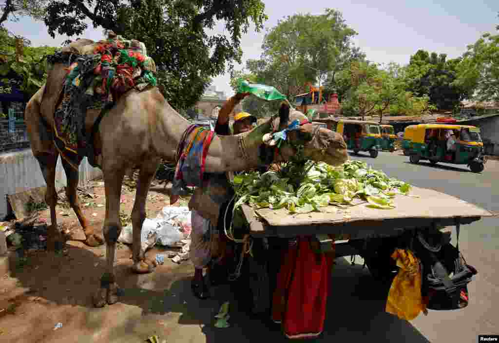 Seorang pria menyirami kepala untanya dengan air pada hari yang panas di Ahmedabad, India.