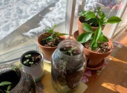 You can grow transplants by a sunny window. Here, vegetable and fruit seeds grow in pots, jars and cans inside a home in upstate New York, Feb. 8, 2021. (AP Photo/Julia Rubin)