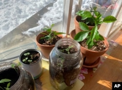 You can grow transplants by a sunny window. Here, vegetable and fruit seeds grow in pots, jars and cans inside a home in upstate New York, Feb. 8, 2021. (AP Photo/Julia Rubin)