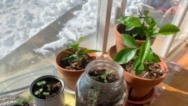 You can grow transplants by a sunny window. Here, vegetable and fruit seeds grow in pots, jars and cans inside a home in upstate New York, Feb. 8, 2021. (AP Photo/Julia Rubin)