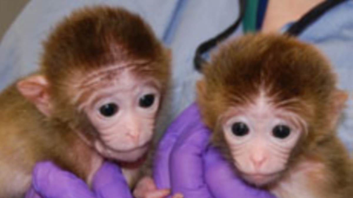 Scientists Create First Genetically Engineered Monkeys