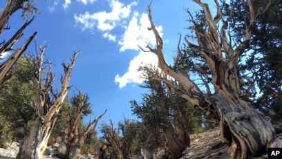 Among the pines in Pine Valley, CA