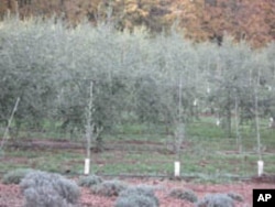 A row of young olive saplings, called “whips,” have been planted in a field with more established trees.