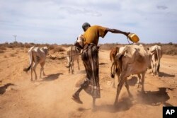 Hussen Ahmed, 70, who says he lost 7 cows and hopes his remaining 16 will survive, herds his animals after taking them from a distance to a pond at Beda'as Kebele, Danan woreda in the Shabelle zone of the Somali region of Ethiopia, Jan. 18, 2022.
