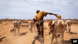 Hussen Ahmed, 70, who says he lost 7 cows and hopes his remaining 16 will survive, herds his animals after taking them from a distance to a pond at Beda'as Kebele, Danan woreda in the Shabelle zone of the Somali region of Ethiopia, Jan. 18, 2022. 