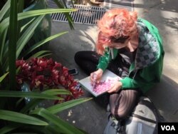 Art student Angela Pagan chose orchids for her nature drawing class, March 8, 2016. (J.Taboh/VOA)