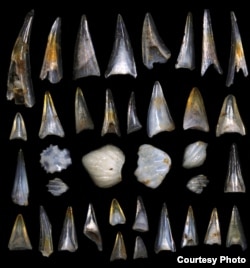 Fish teeth and shark scales from sediment in the South Pacific Ocean dating around the mass extinction event 66 million years ago, photographed under a high powered microscope. (Credit: E. Sibert on Hull lab imaging system, Yale University)