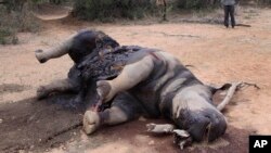 La carcasse d'un des huit rhinoceros tué par des braconniers pres de Tantanana, Afrique du Sud le 22 novembre 2012.