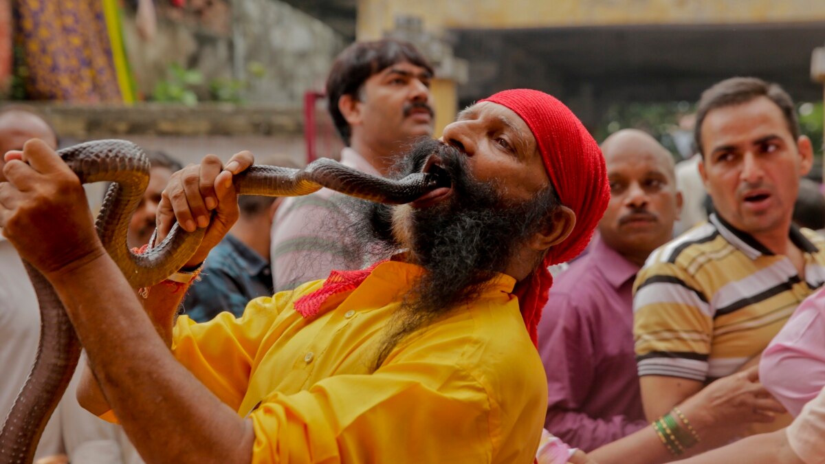 Какой праздник змей. Нагапанчами Индия змеи. Праздник Nag Panchami в Индии. Храм кобры в Индии. Культ змеи в Индии.