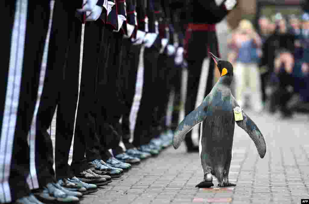 In a handout picture released by the British Ministry of Defense via their Defense News Imagery website, Nils Olav the penguin inspects the Guard of Honor formed by His Majesty the King of Norway&rsquo;s Guard at Edinburgh Zoo in Scotland.