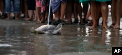A sea turtle named Picasso carries the ashes of Tony Amos, 80, a renowned oceanographer, on its back as it is released back into the Gulf of Mexico after a memorial service, Sept. 30, 2017, in Port Aransas, Texas.