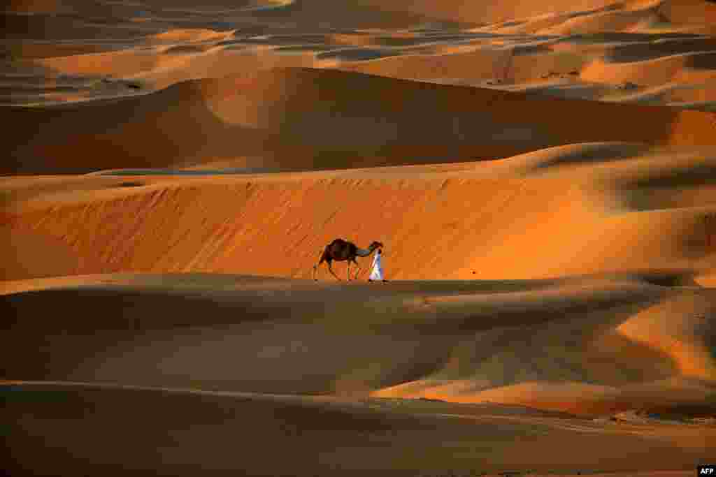 یک مرد در حال انتقال شتر در ریگستان های جنوب غرب ابو ظبی پایتخت امارات متحده عربی