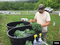 Hand-picked organic kale is washed and packed on site at Sprouting Farms, West Virginia, ready for distribution to area retail and wholesale customers. (J. Taboh/VOA)