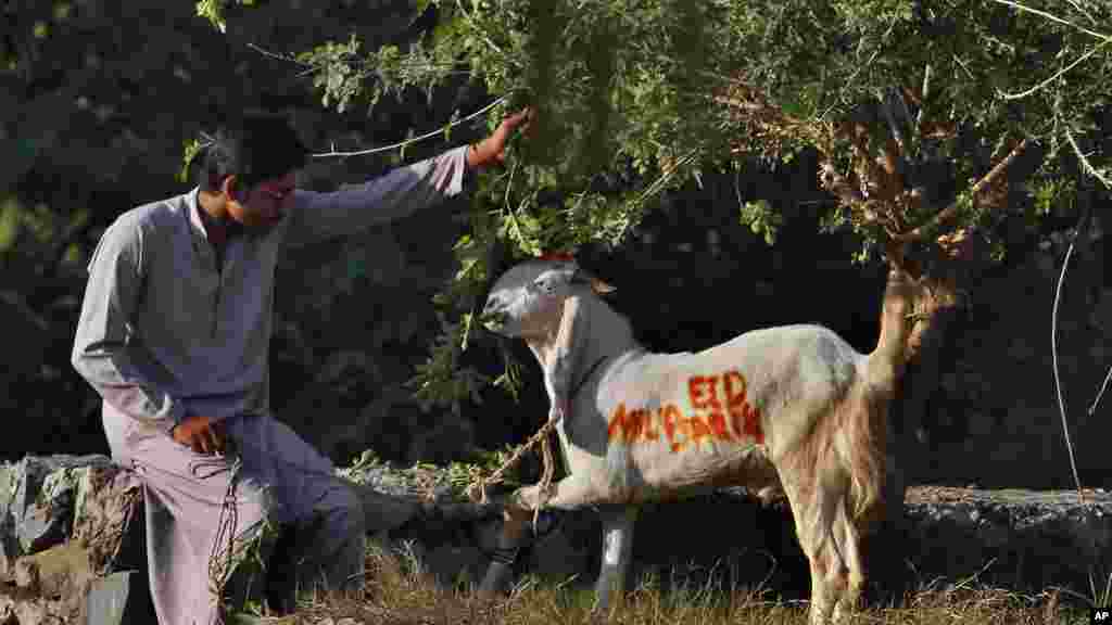Un homme nourrit une chèvre portant mention "Eid Mubarak", qu'il se prépare à tuer à l'occasion de la fête musulmane d'Eid al-Adha, Islamabad, le 15 ocobre 2013. (Photo d'archives)
