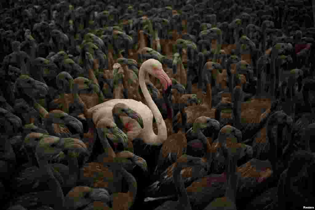 A flamingo and flamingo chicks are seen in a corral before being fitted with identity rings at dawn at a lagoon in the Fuente de Piedra natural reserve, in Fuente de Piedra, near Malaga, southern Spain, Aug. 8, 2015.