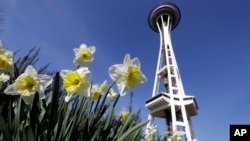 FILE - Daffodils bloom in view of the Space Needle in Seattle, Washington state, as sunshine and high temperatures arrive early, March 4, 2015.