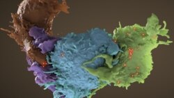 Estructura tridimensional de células T, formadas a partir de células madre en la médula osea, infectadas por el VIH (azul, verde) y no infectadas (marrón, púrpura) interactuando. Foto: Donald Bliss/NLM/NIH.
