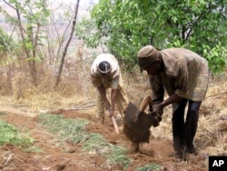 Cameroonian farmers tilling the soil.
