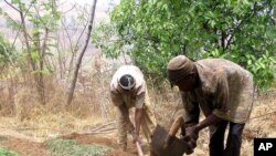 FILE - Cameroonian farmers tilling the soil.